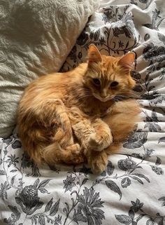 an orange cat laying on top of a bed