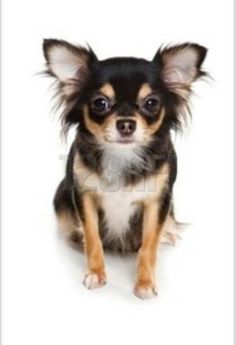 a small black and brown dog sitting on top of a white floor in front of a white background