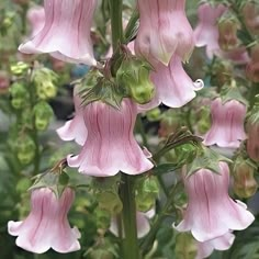 pink flowers are blooming in the garden with green leaves and buds on it's stems