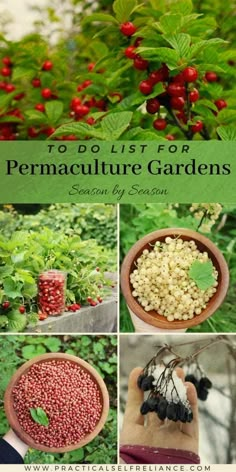 various pictures of berries and plants with the title to do list for permaculture gardens