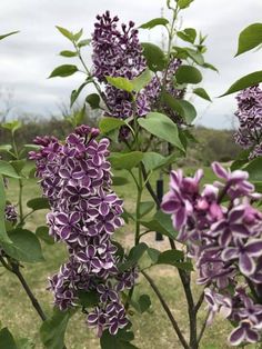 purple flowers are blooming in the field