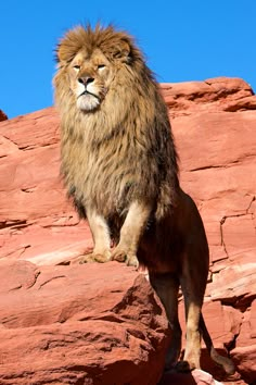 a large lion standing on top of a red rock