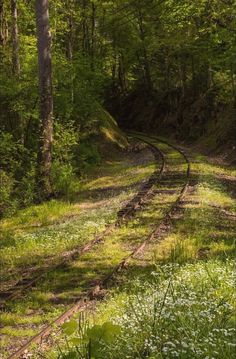 a train track in the middle of a forest with lots of trees and grass on both sides