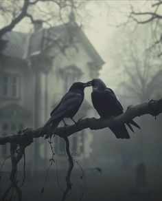 two black birds sitting on top of a tree branch in front of a large house