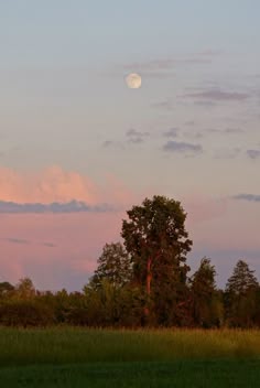 the full moon is setting in the sky above some trees and grassy area with tall grass