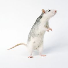 a small rodent standing on its hind legs