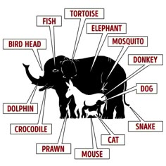 an elephant labeled in different parts of its body