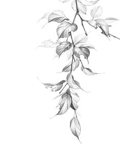 black and white drawing of a branch with leaves hanging down from it's branches