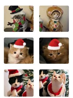 four pictures of cats wearing christmas hats and scarves, one with a cat on it's back