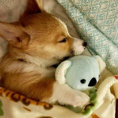 a small brown dog laying on top of a blanket next to a stuffed animal toy