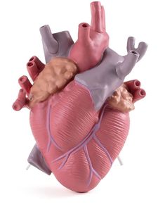 a model of the human heart on a white background