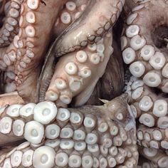 an octopus is laying on top of another octopus