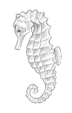 a drawing of a seahorse with its head turned to look like it is in the ocean