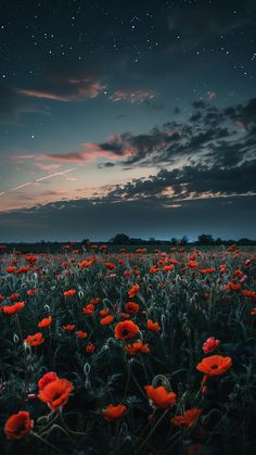 a field full of red flowers under a night sky