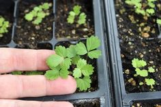 someone is holding their hand out to plant some plants in the ground with dirt on them