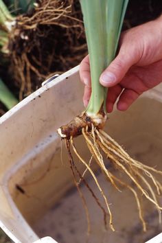 a person holding up a plant with roots in it's potted water container