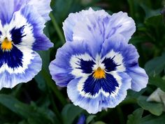 two blue and white flowers with green leaves