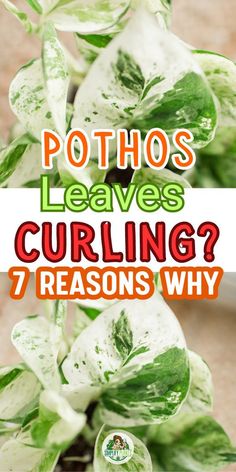 Pothos Plant Care | Indoor Plant Problems -Causes of Pothos leaf curling
Fixing curled leaves on Pothos -
Pothos plant curling leaves treatment -
Reasons behind Pothos leaves curl -
Solutions for Pothos leaf curl -
Unfurling Pothos curled foliage -
Prevention of Pothos leaf curling -
Addressing curling leaves in Pothos -
Why are my Pothos leaves curling up -
Underwatering Pothos leaf curl -
Overwatering and Pothos leaf issues -
Pothos pest problems causing curling - Inside Plants