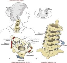 an image of a diagram of the human neck and head with different parts labeled in it