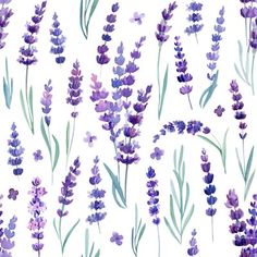 watercolor lavender flowers on white background