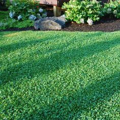 green grass in front of a house with flowers and rocks on the ground next to it