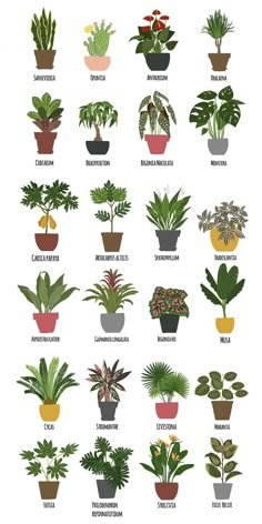 a poster with different types of house plants on it's sides and the names of each potted plant