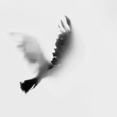 a black and white photo of a bird flying in the sky