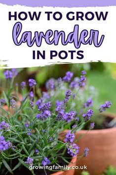 lavender in pots with text overlay how to grow lavender in pots