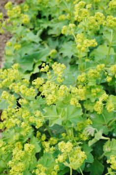 green plants with yellow flowers growing in the ground