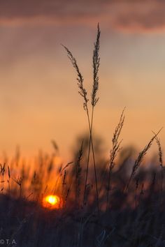 the sun is setting behind some tall grass