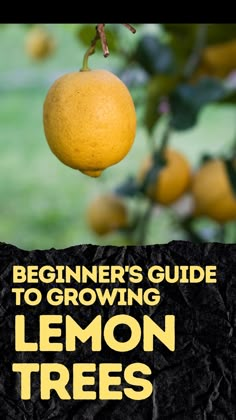 a lemon tree with the title beginner's guide to growing lemon trees on it