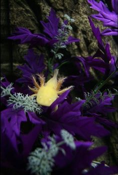 a yellow slug crawling on purple flowers next to a rock