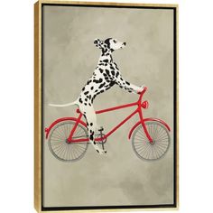 a dalmatian dog riding a red bicycle on a gray background canvas wall art print