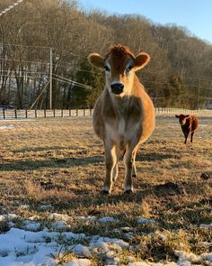 a brown cow standing on top of a snow covered field