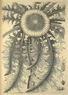 an old book with some drawings on the pages and in it's center is a large sunflower