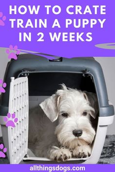 a white dog sitting in a crate with the words how to crate train a puppy in 2 weeks