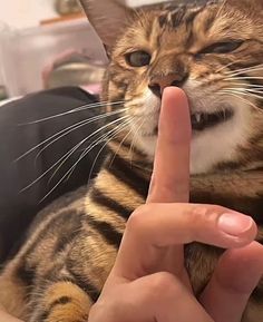 a cat sitting on top of a person's lap making a finger sign with his fingers