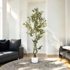 a living room filled with furniture and a plant in the middle of the room on top of a round rug