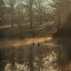 two ducks are swimming in the water on a foggy day with trees and grass behind them