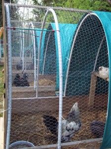 several chickens are in their caged enclosures on the grass and dirt flooring