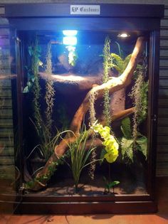 an aquarium with plants and rocks in it