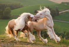 Two Horses, Horse Aesthetic, Most Beautiful Horses, All The Pretty Horses, Draft Horses, Equine Photography