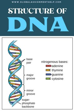 an image of the structure of a gene