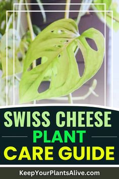 a plant with the words swiss cheese plant care guide on it and an image of a houseplant