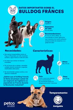 the french bulldog is one of the most popular dog breeds in the world info graphic