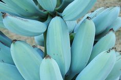 a bunch of bananas that are sitting on the ground