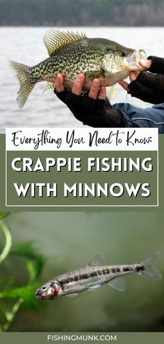 a man holding a fish in his hand with the words everything you need to know crappie fishing with minnows