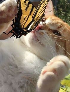 an orange and white cat with a yellow butterfly on its head