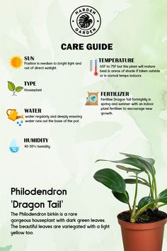 an info sheet describing how to care for a houseplant