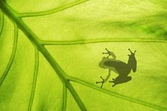 the shadow of a frog on a green leaf